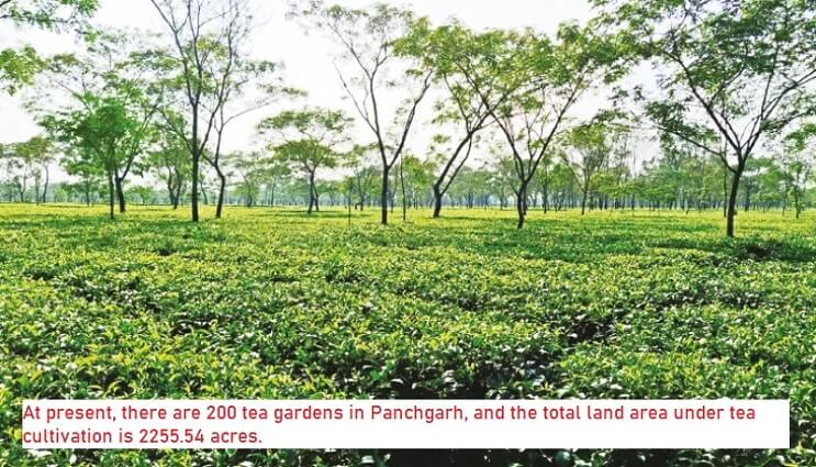 Panchagarh tea garden